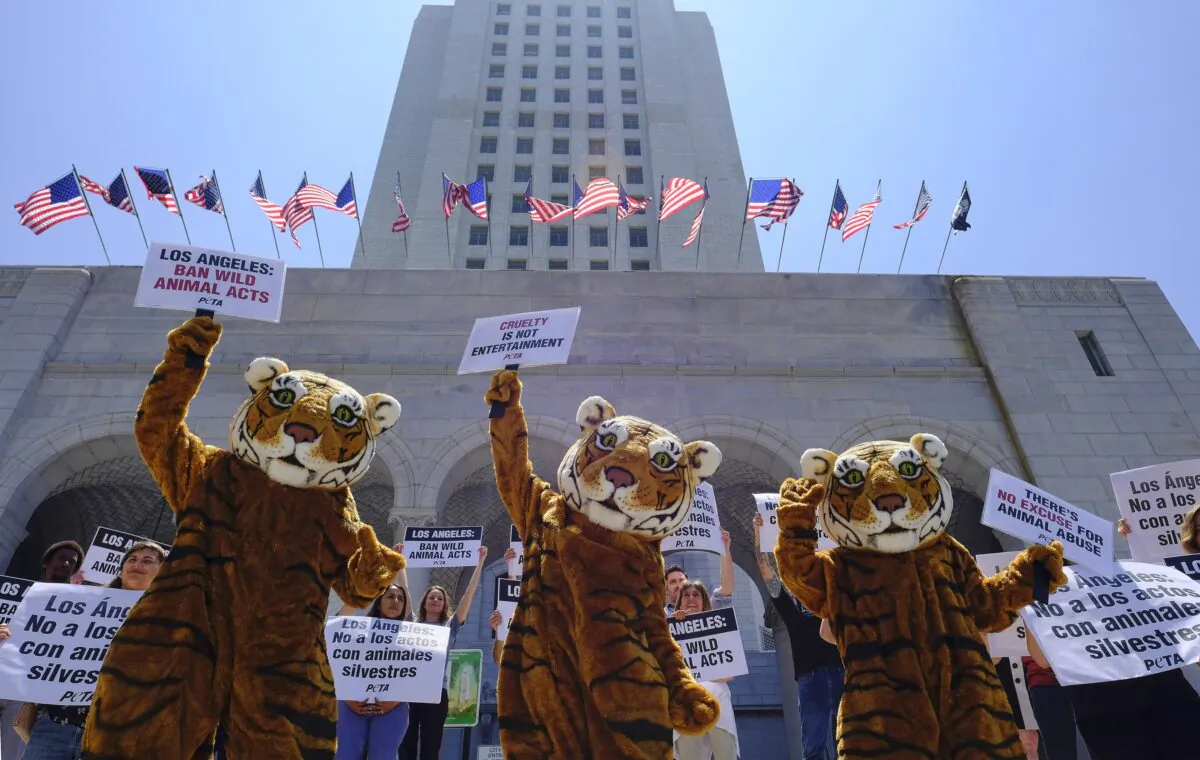 Led by three costumed tigers, dozens of animal rights protesters with People for the Ethical Treatment of Animals (PETA) gather at City Hall in Los Angeles, on July 7, 2016. (Richard Vogel/AP Photo)