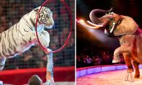 Traveling Circus Animals and Wild Animal Exploitation Soon to Banned in UK in 2020