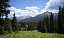 A Birding Adventure in Telluride