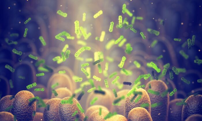 Microbiome in the gut interacting with the villi lining the small intestines. (nobeastsofierce/Shutterstock)