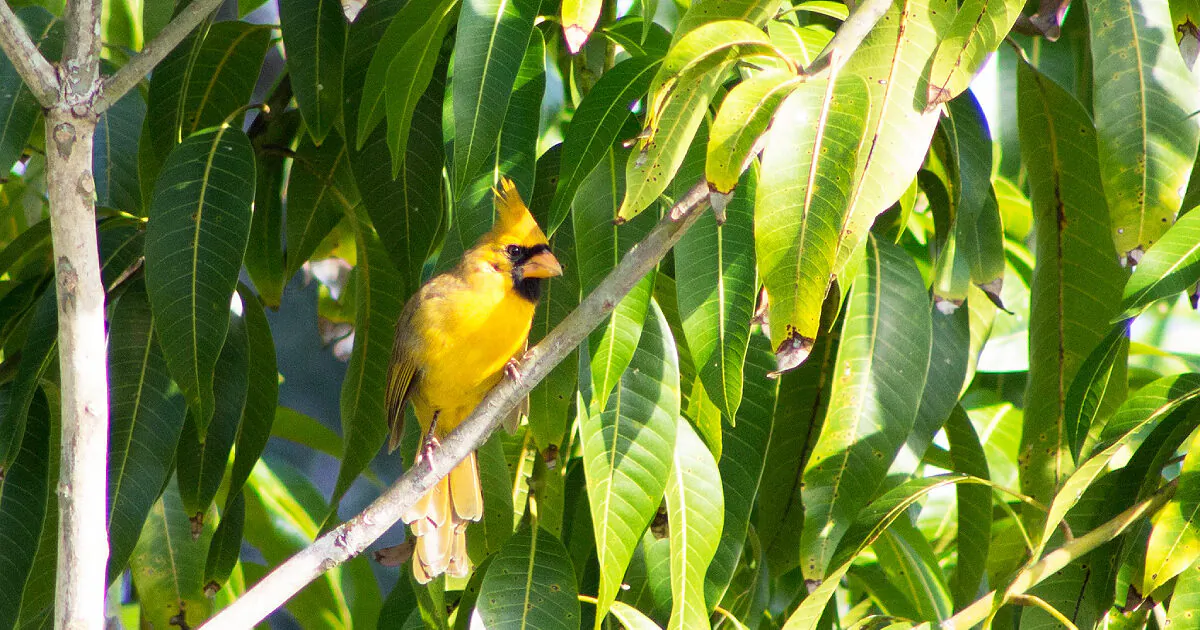 The rare yellow cardinal in Port St. Lucie, Florida, on Oct. 13. 2019. (Tracy Workman)