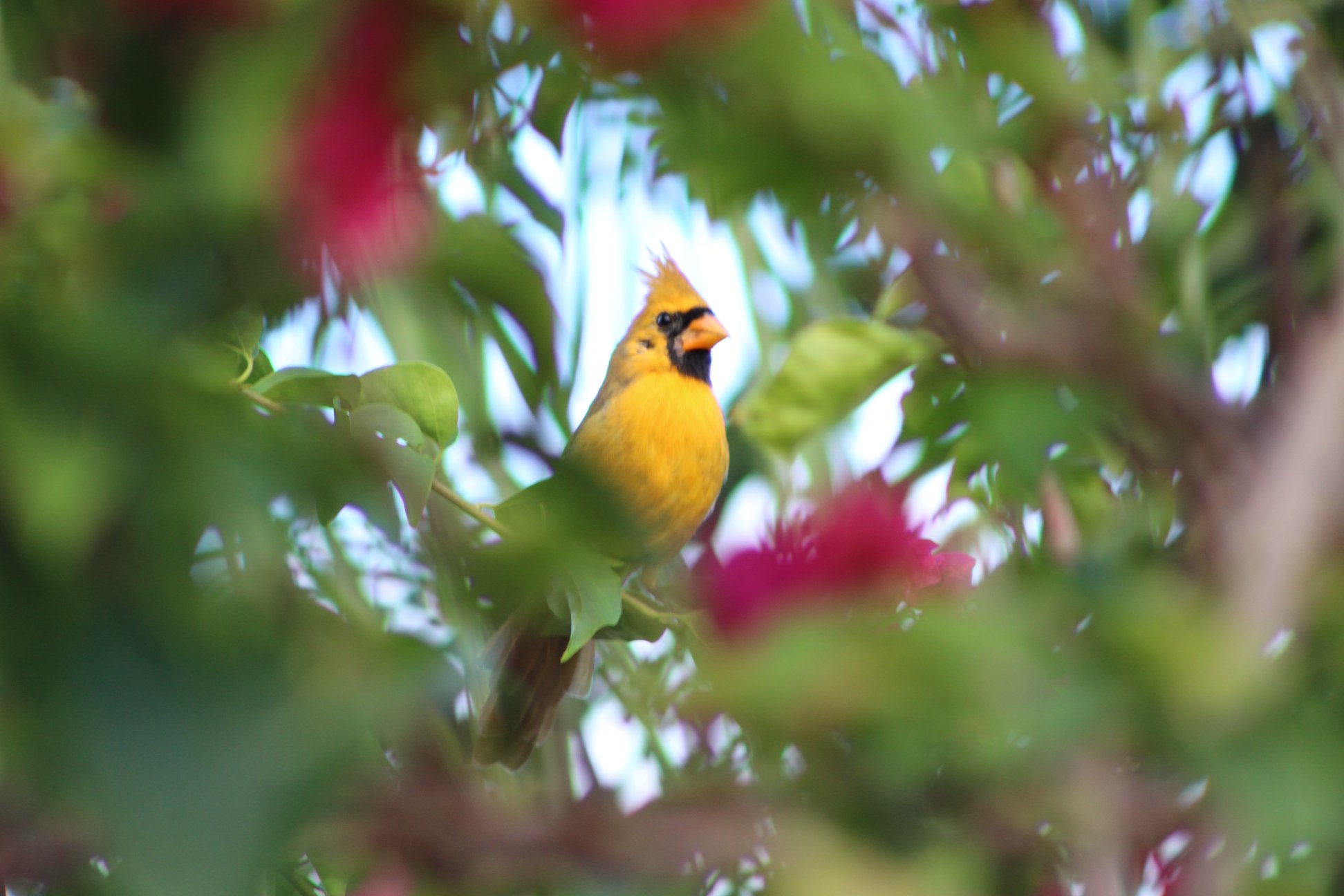 Photograph of the rare Yellow Cardinal