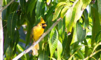 Woman Photographs Extremely Rare ‘One in a Million’ Yellow Cardinal in Florida