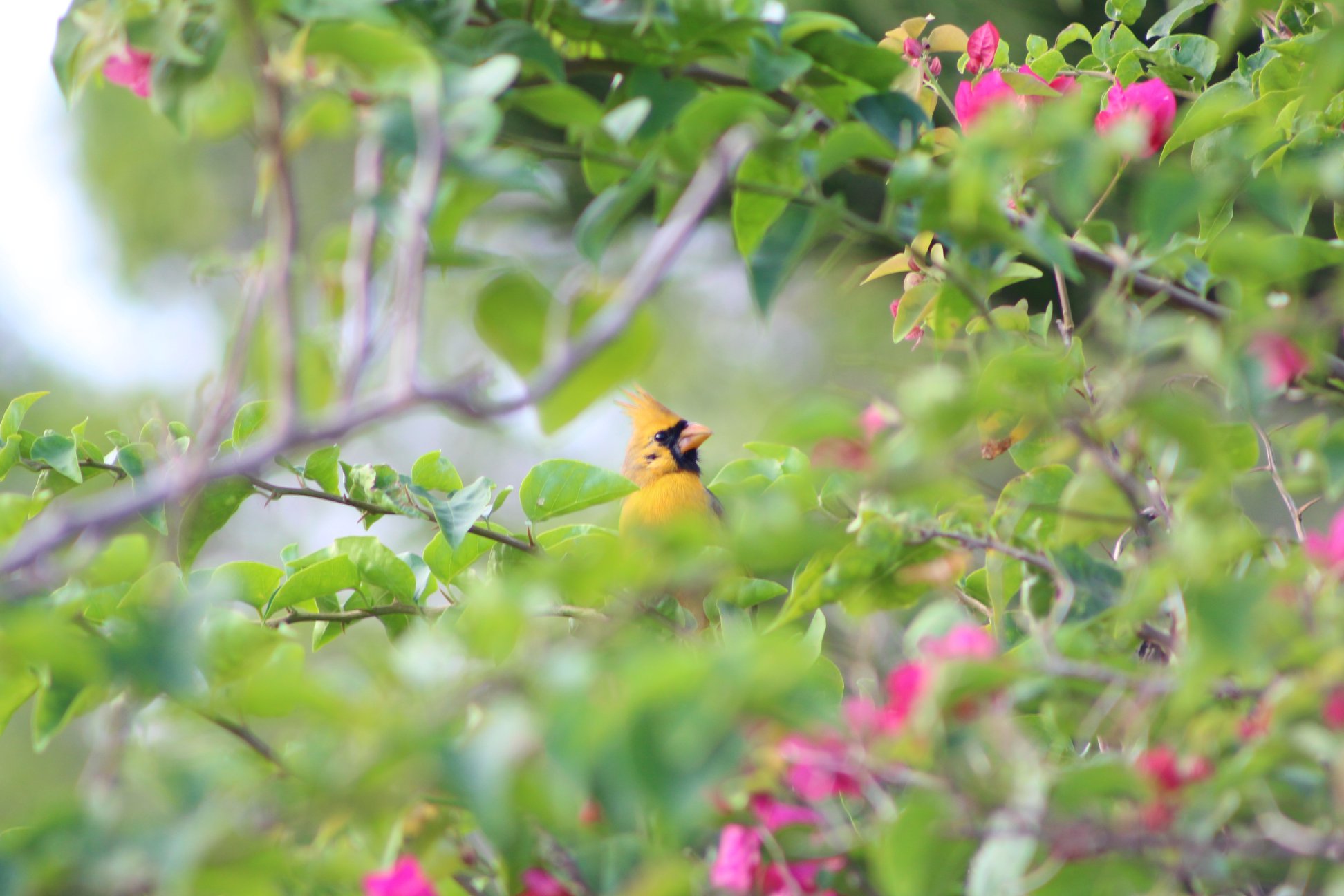Photograph of the rare Yellow Cardinal