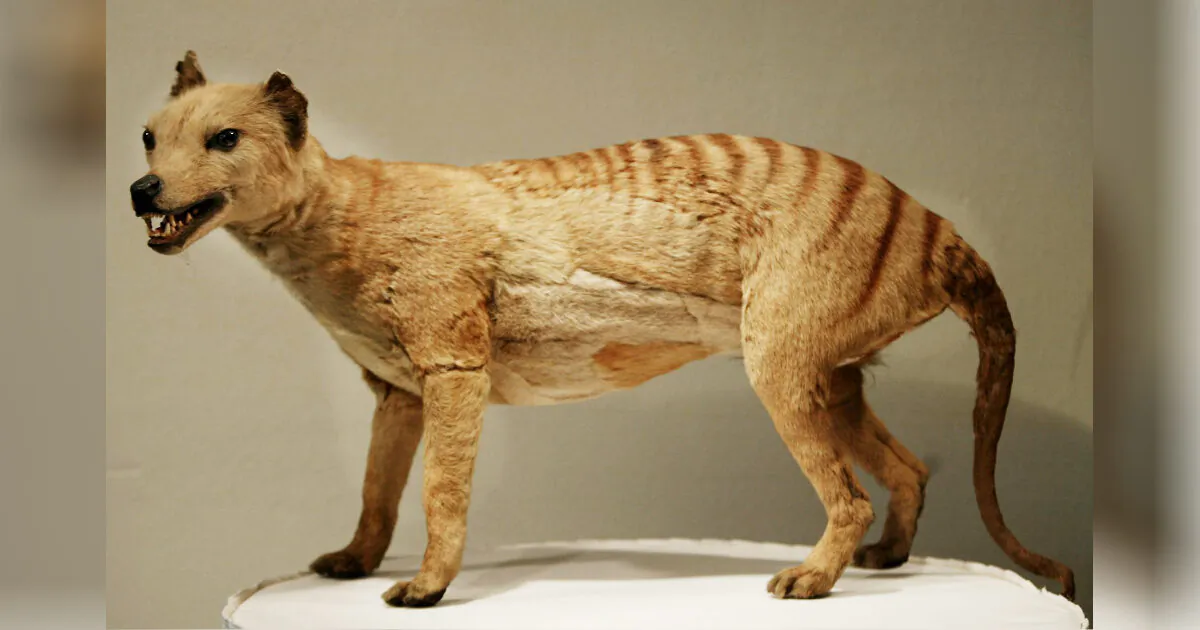 A Tasmanian tiger (Thylacine), which was declared extinct in 1936, is displayed at the Australian Museum in Sydney, 25 May 2002. (Torsten Blackwood/AFP via Getty Images)