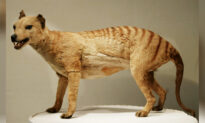 People Spotting Tasmanian Tiger, 80 Years After Presumed Extinction