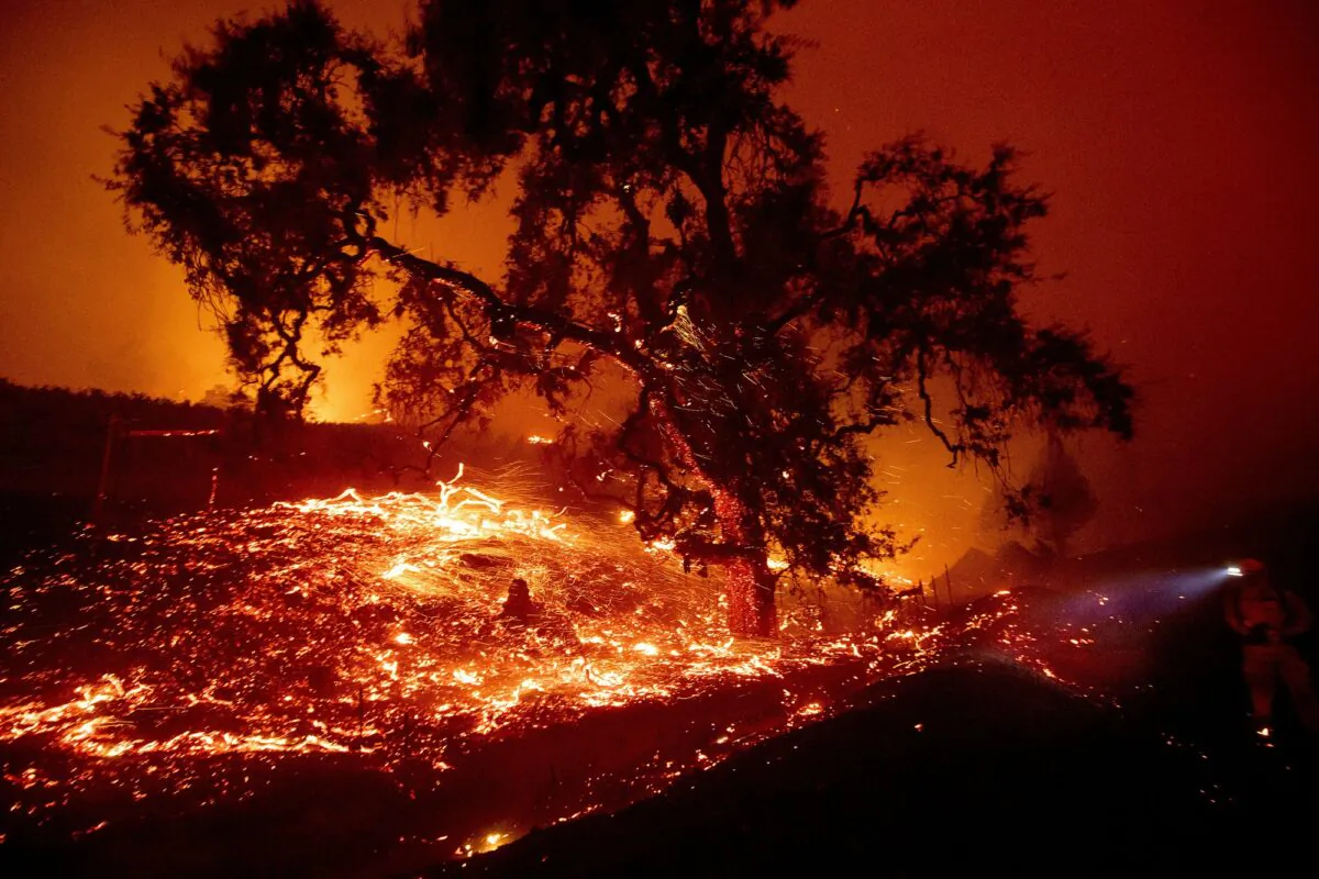 Embers fly from a tree as the Kincade Fire burns near Geyserville, Calif., on Oct. 24, 2019. (Noah Berger/AP Photo)