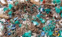 Sea Birds Regurgitate Thousands of Rubber Bands On an Uninhabited British Island