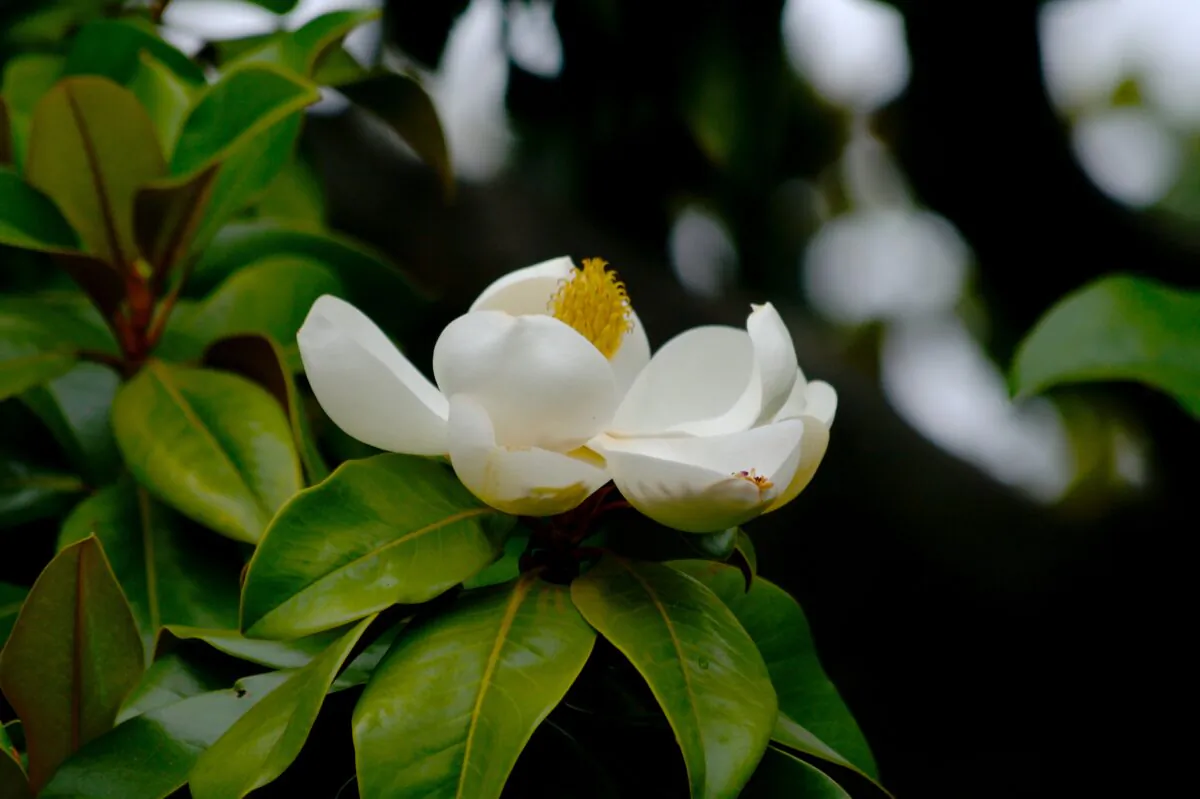 A magnolia tree is pictured in Berkeley, Calif., on July 25, 2007. (Jesse Richmond/Flickr[CC BY 2.0 (ept.ms/2haHp2Y)])