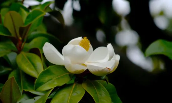 Long Beach Could Lose Thousands of Beloved Magnolia Trees