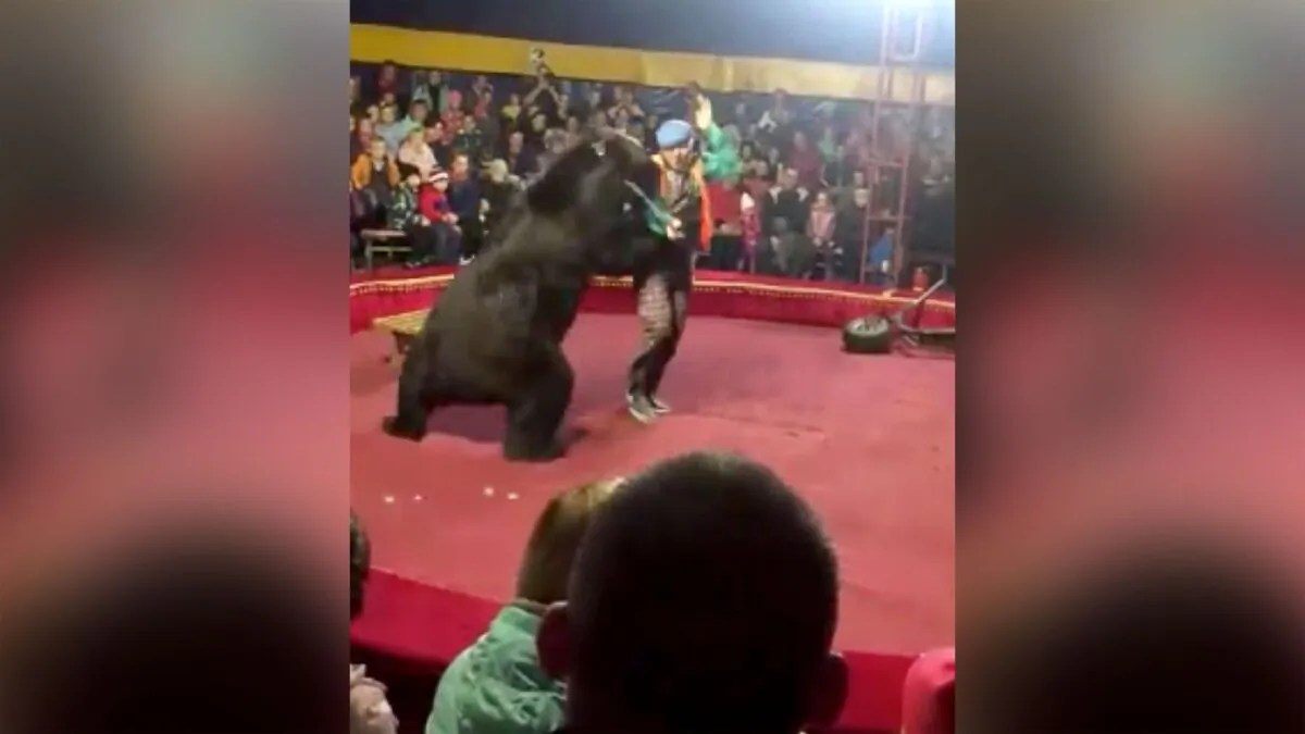 Footage from the show in Olonets in the Republic of Karelia showed the bear lunging and knocking the handler to the ground. (Galina Guryeva/The Associated Press)