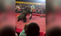 Russian Circus Bear Mauls Its Trainer, Terrifying Crowd