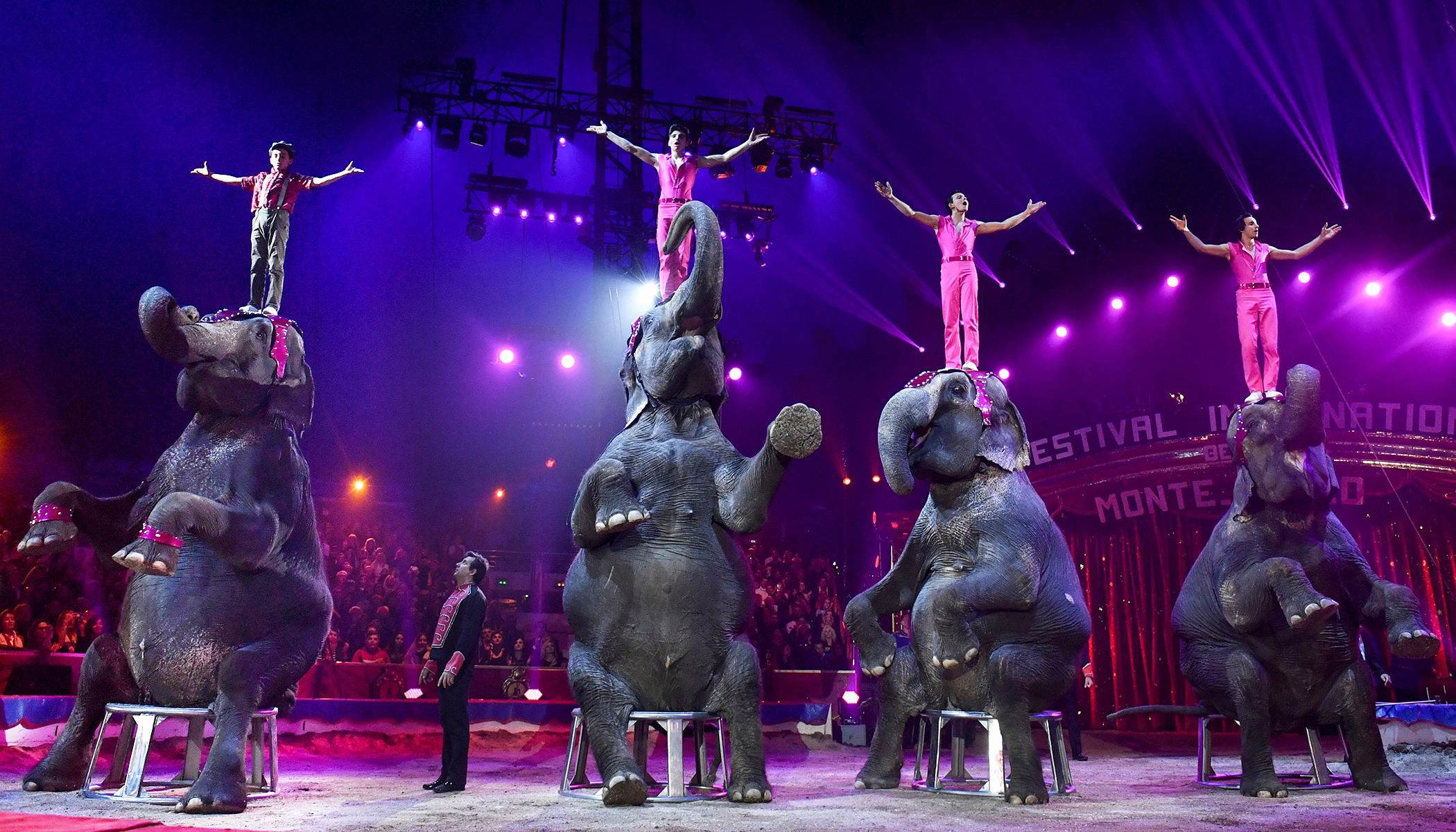 Flipboard: Denmark Buys Nation's Last 4 Circus Elephants to Help Them ...