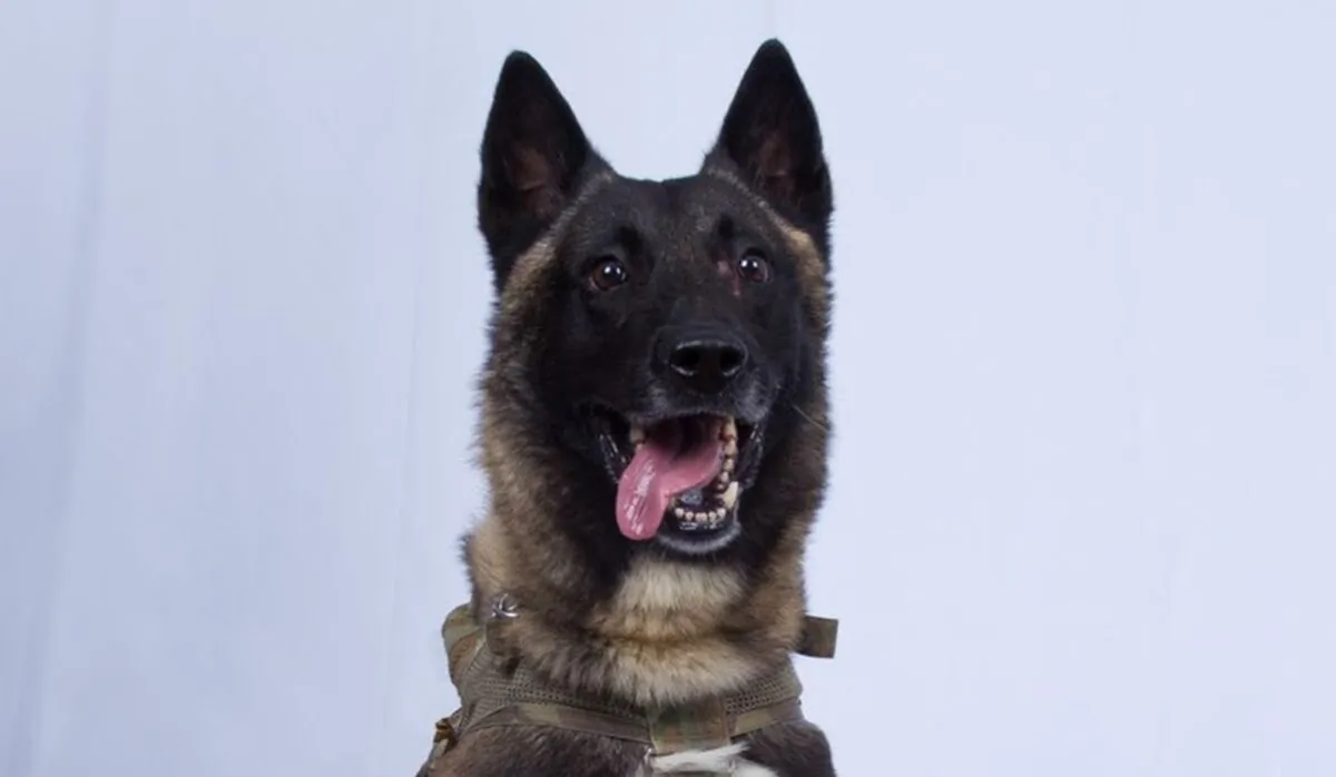 President Donald Trump released a photo of the military dog involved in the capture and killing of ISIS leader Abu Bakr al-Baghdadi, while another report said the dog has returned to duty. (White House)