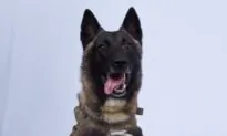 Trump Declassifies Photo of Military Dog Hurt in al-Baghdadi Raid