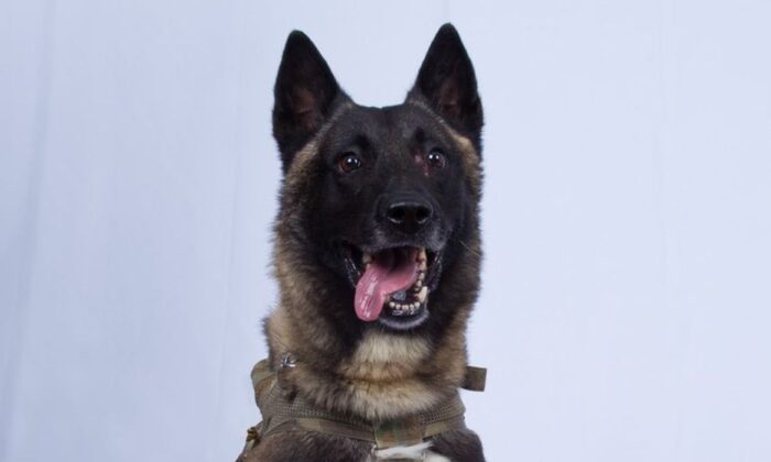 President Donald Trump released a photo of the military dog involved in the capture and killing of ISIS leader Abu Bakr al-Baghdadi, while another report said the dog has returned to duty. (White House)