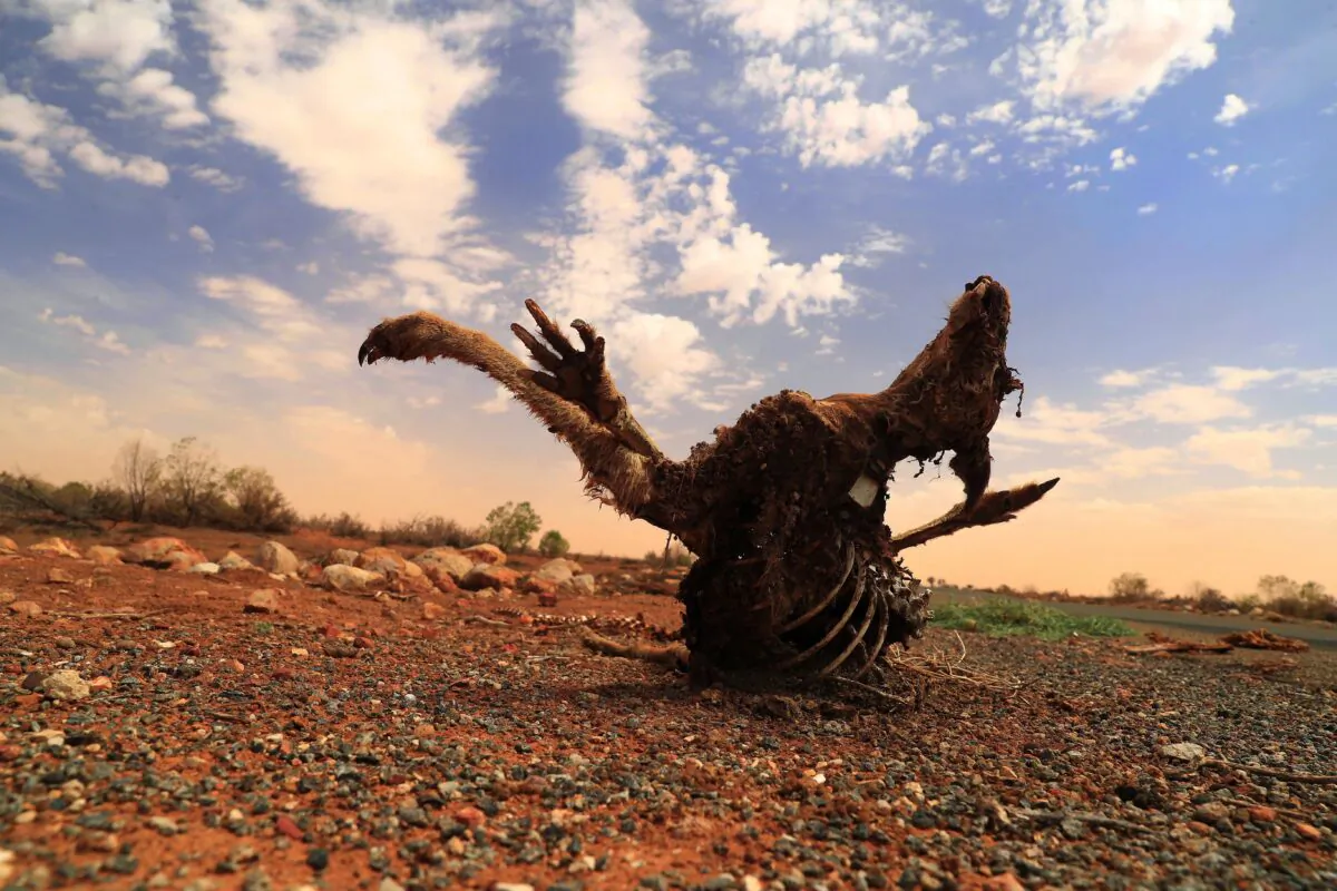 The carcass of a kangaroo is seen by the side of the road in Wilcannia, Australia, on March 6, 2019. (Mark Evans/Getty Images)