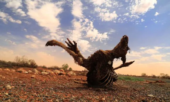 Climate Change Could Cost Australia $1.8 Billion in Crop Losses: Treasurer