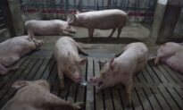 Japan Authorities Warn That African Swine Fever May Enter Its Border