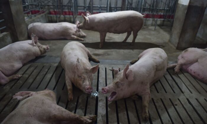 Pigs in a pen at a pig farm in Yiyang county, in central China's Henan province, on Aug. 10, 2018. (Greg Baker/AFP/Getty Images)