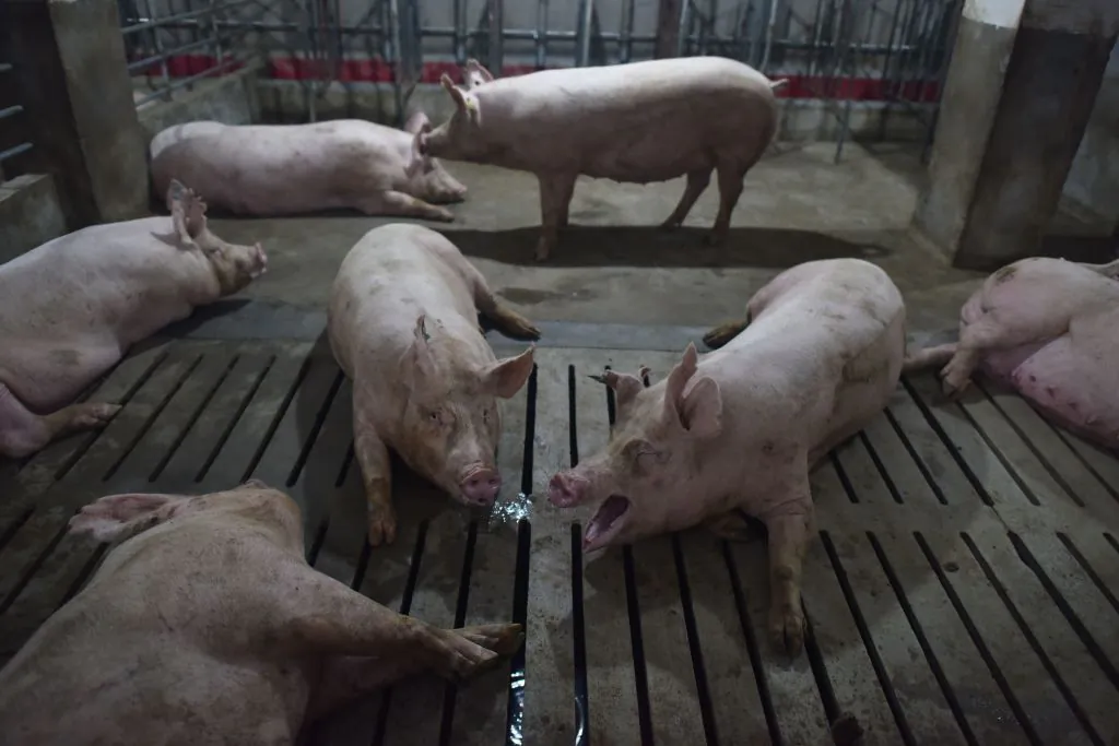 Pigs in a pen at a pig farm in Yiyang county, in central China's Henan province, on Aug. 10, 2018. (Greg Baker/AFP/Getty Images)