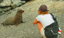 The Galapagos Islands: Like No Other Place in the World