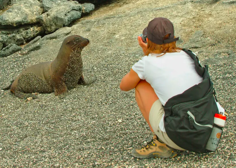 It’s easy for tourists to take good close-up photos of most Galapagos wildlife, but it’s prohibited to use flash, or touch, or otherwise bother wildlife, and you must stay within trails and other permitted spaces. Wardens are usually nearby and enforce all rules. (Fred J. Eckert)