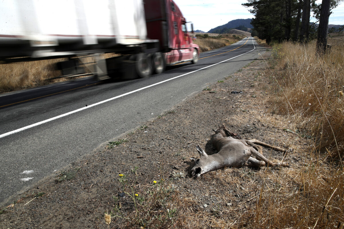 Roadkill Is Fair Game for Eating Under New California Law