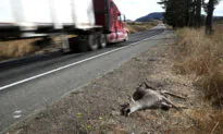 Roadkill Is Fair Game for Eating Under New California Law