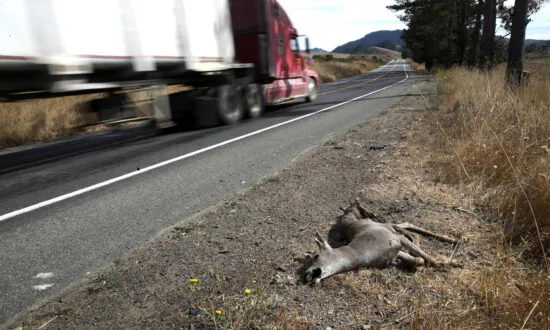 Roadkill Is Fair Game for Eating Under New California Law