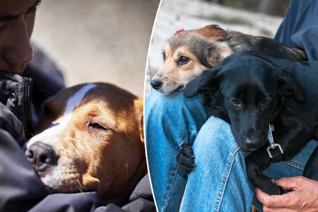 Prison Inmates Help Rehabilitate Abused Rescue Dogs for Adoption and ...