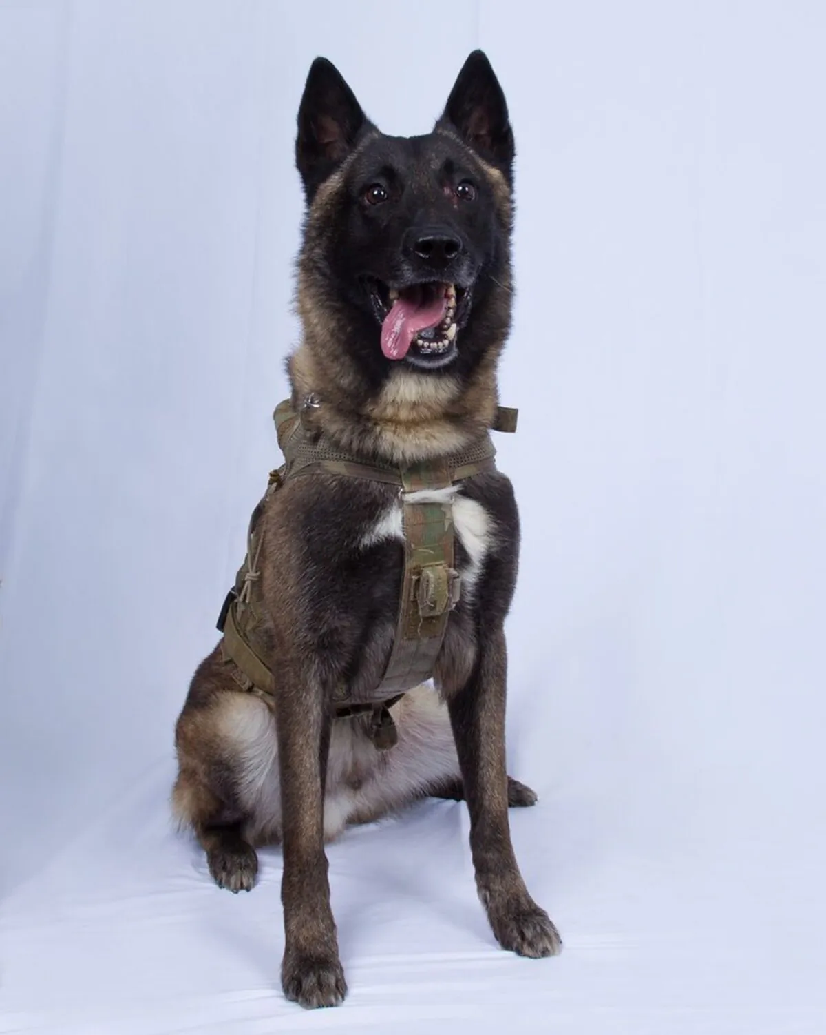 In this photo provided by the White House via the Twitter account of President Donald Trump after it was declassified by Trump, a photo of the military working dog that was injured tracking down Abu Bakr al-Baghdadi in a tunnel beneath his compound in Syria. (White House via AP)