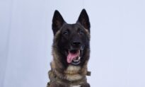 Trump Identifies ‘Conan,’ Military Dog in ISIS Raid, Says He Will Visit White House