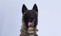 Trump Identifies ‘Conan,’ Military Dog in ISIS Raid, Says He Will Visit White House