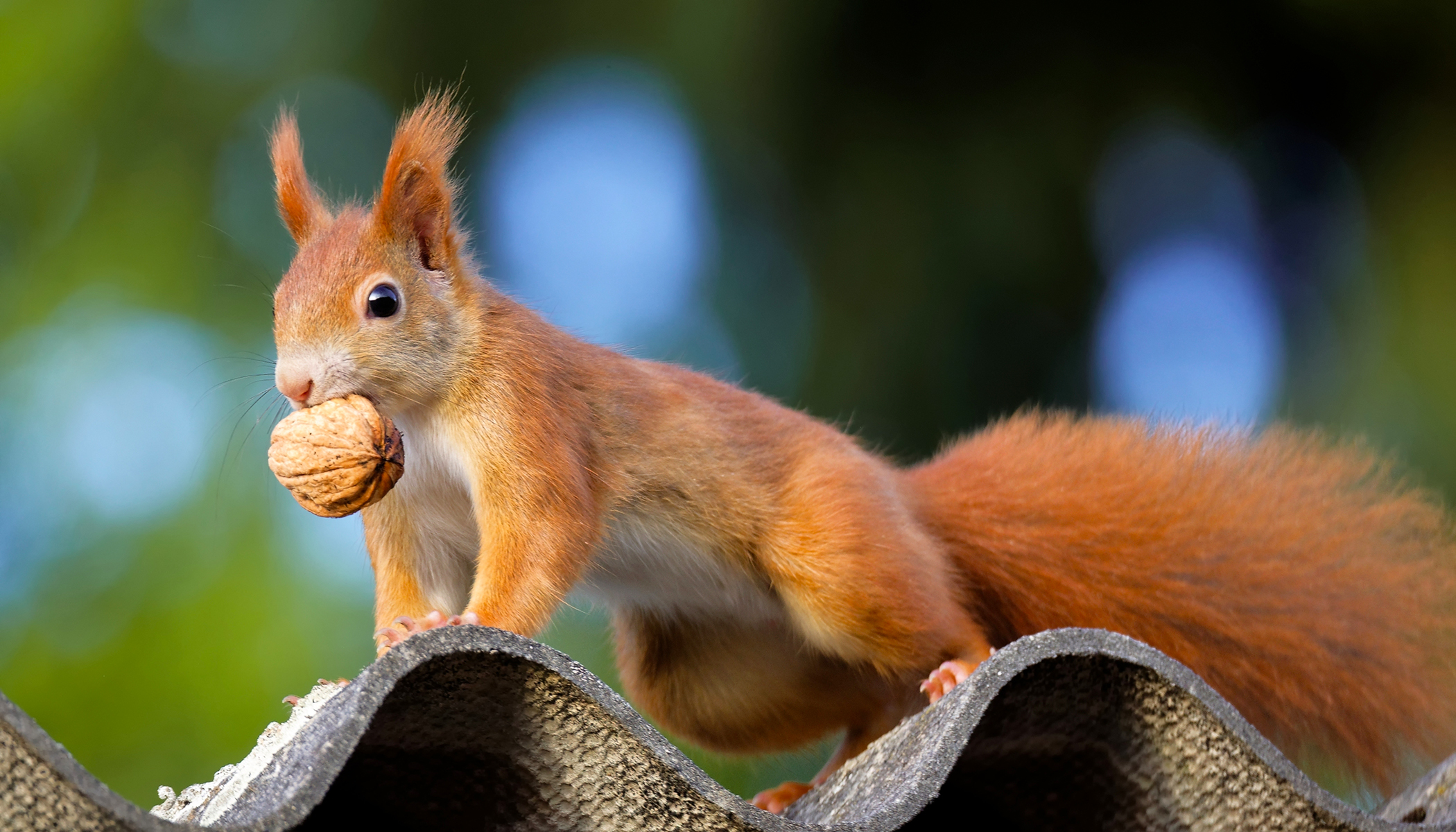 Flipboard: Squirreled Away: Couple Finds Over 200 Walnuts Stashed Under