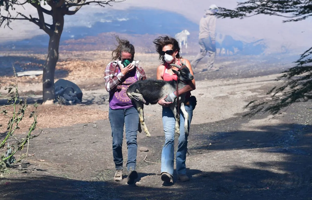 Robyn Phipps (L) and Laura Horvitz help rescue a goat from a ranch near the Ronald Reagan Presidential Library in Simi Valley during the Easy Fire in Simi Valley, Calif., on Oct. 30, 2019. (Frederic J. Brown/AFP via Getty Images)