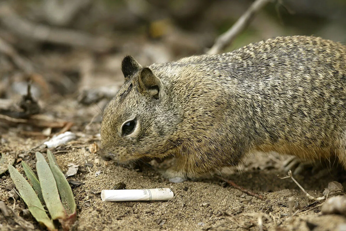 A California ground squirrel forages near an old cigarette butt in Solana Beach, Calif., on March 22, 2004. (David McNew/Getty Images)