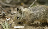 Squirrel Tests Positive for Bubonic Plague in Colorado: Officials