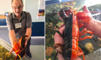 Incredibly Rare 1-in-50 Million Orange-and-Black Lobster Found in Maine