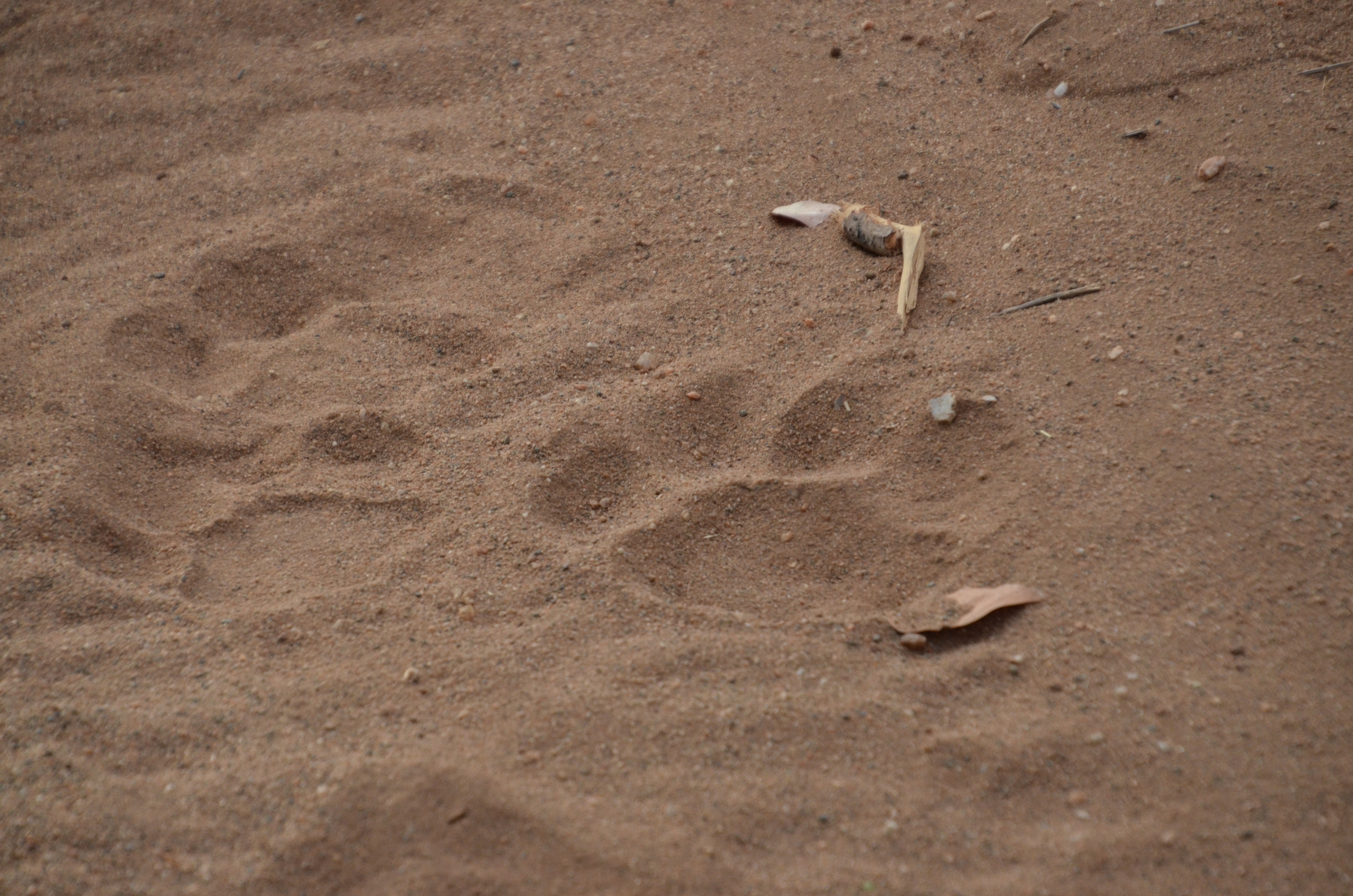 Elephant tracks.