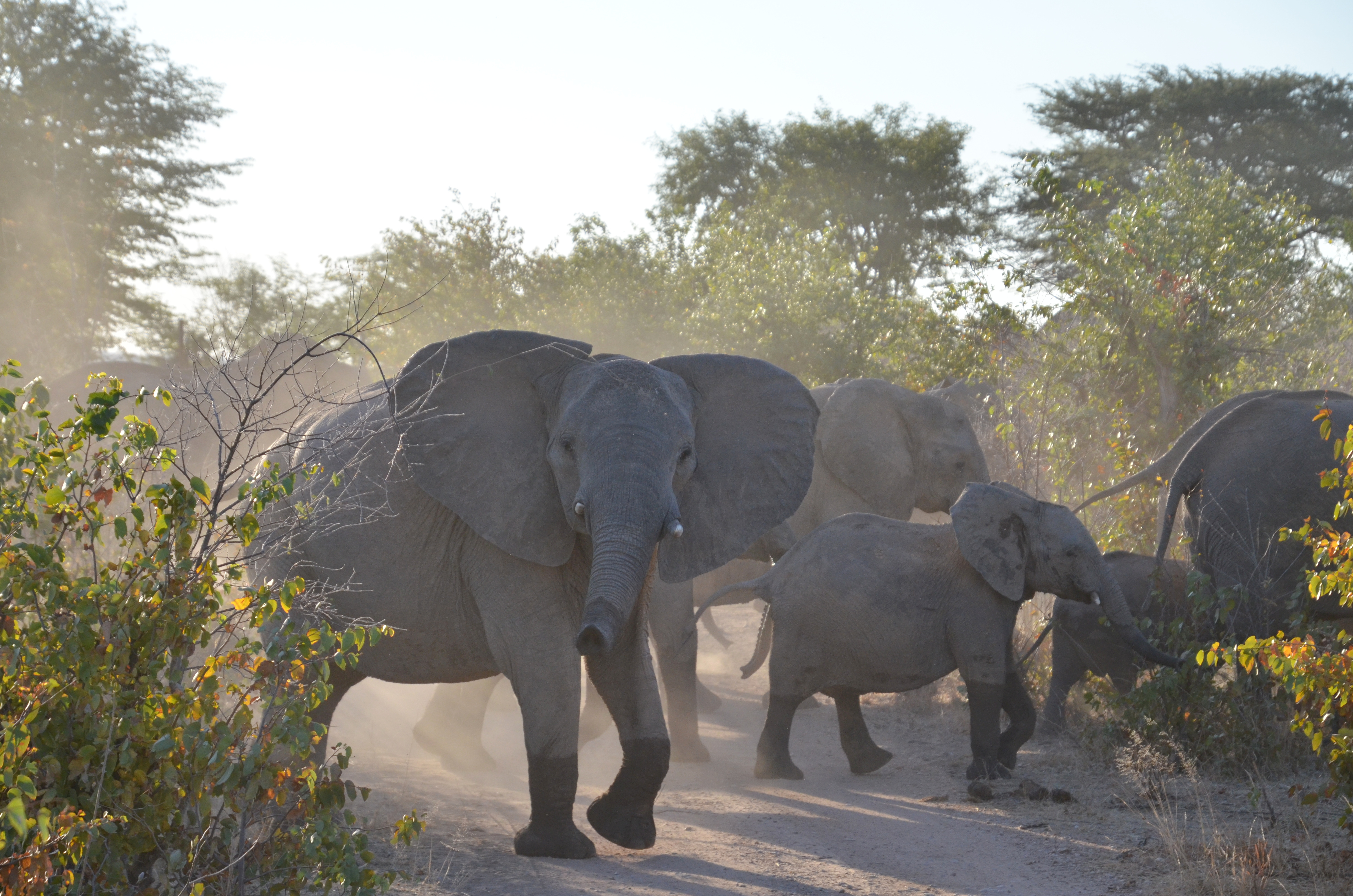 Elephant encounter.