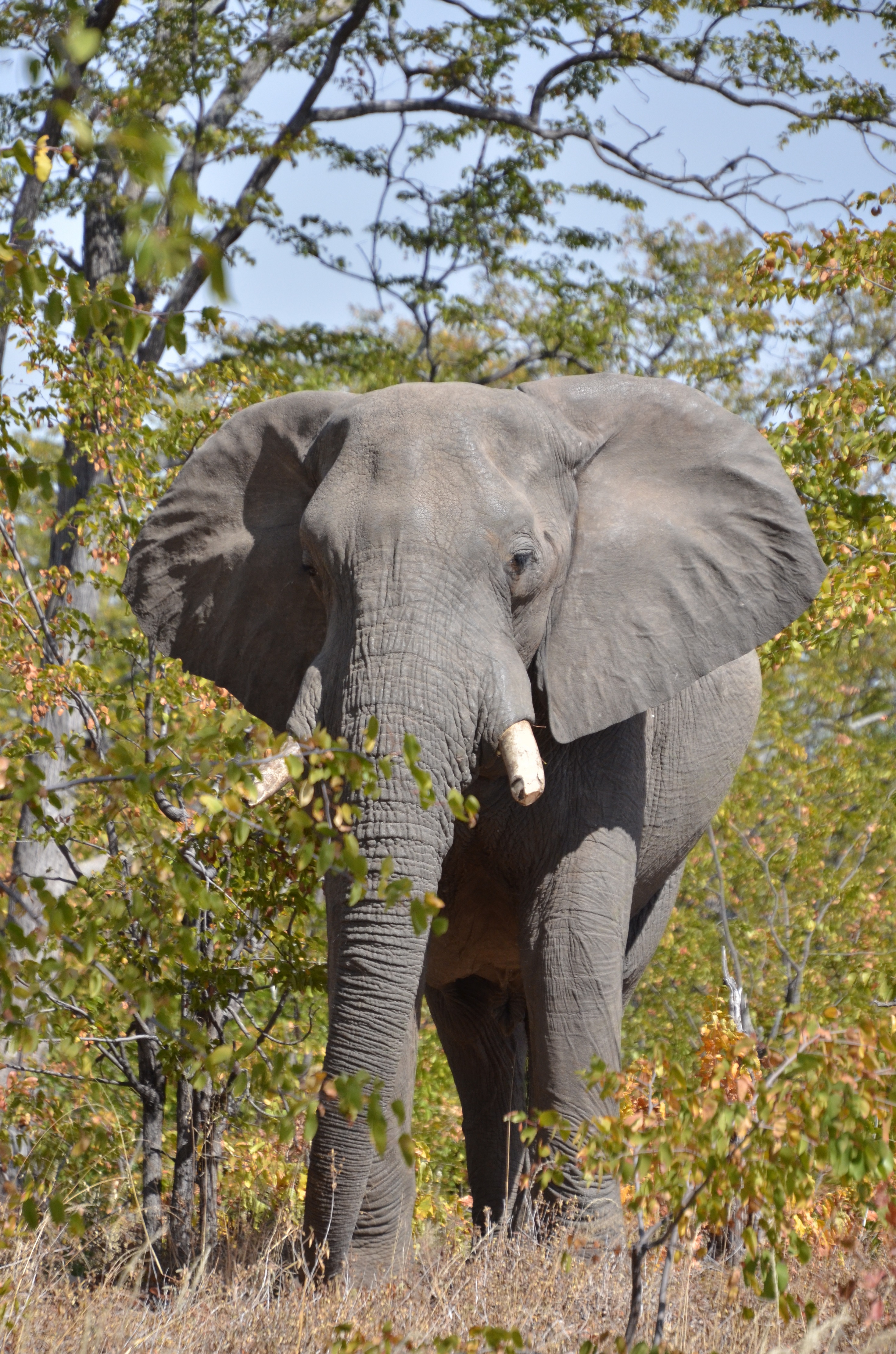A close up of the elephant.