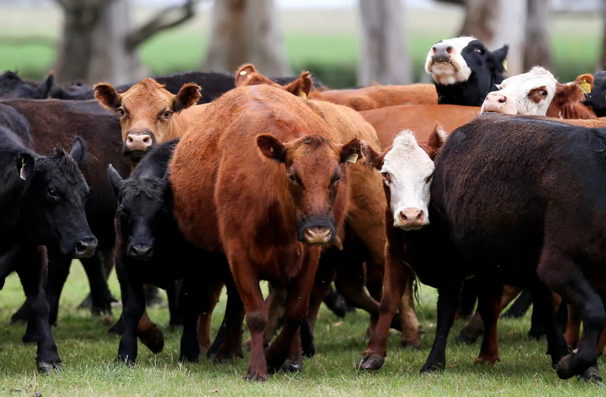 Cows are seen in a farm in Azul, in Buenos Aires, Argentina, on Sept. 30, 2019. (Agustin Marcarian/Reuters)