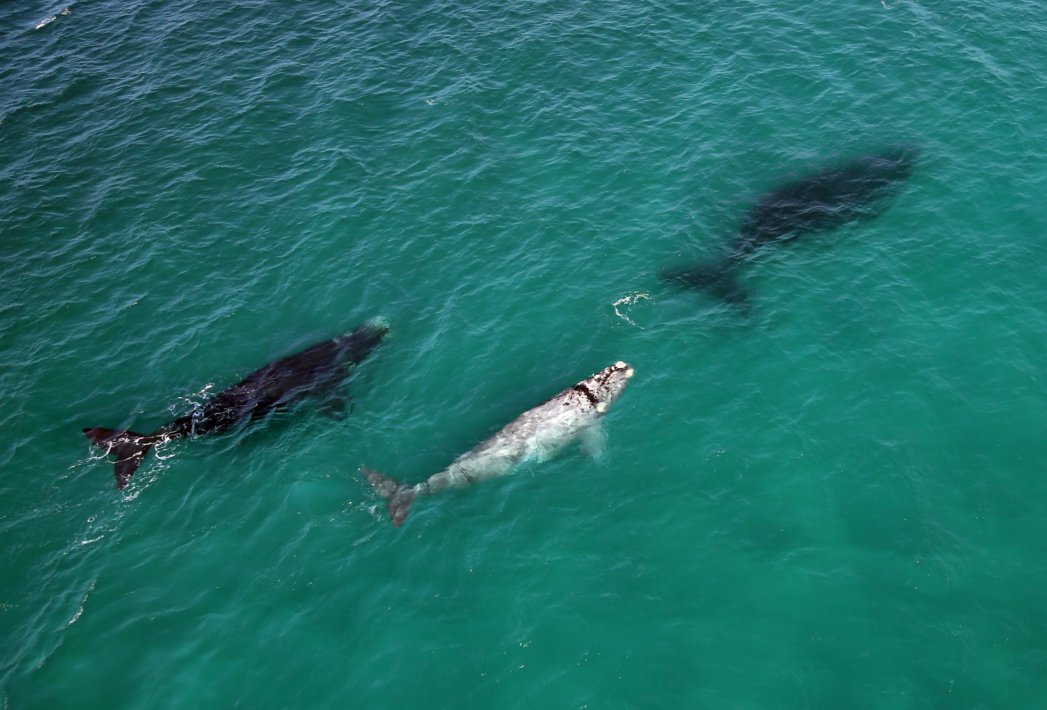22Lekkerwater Beach Lodge - Arial whales