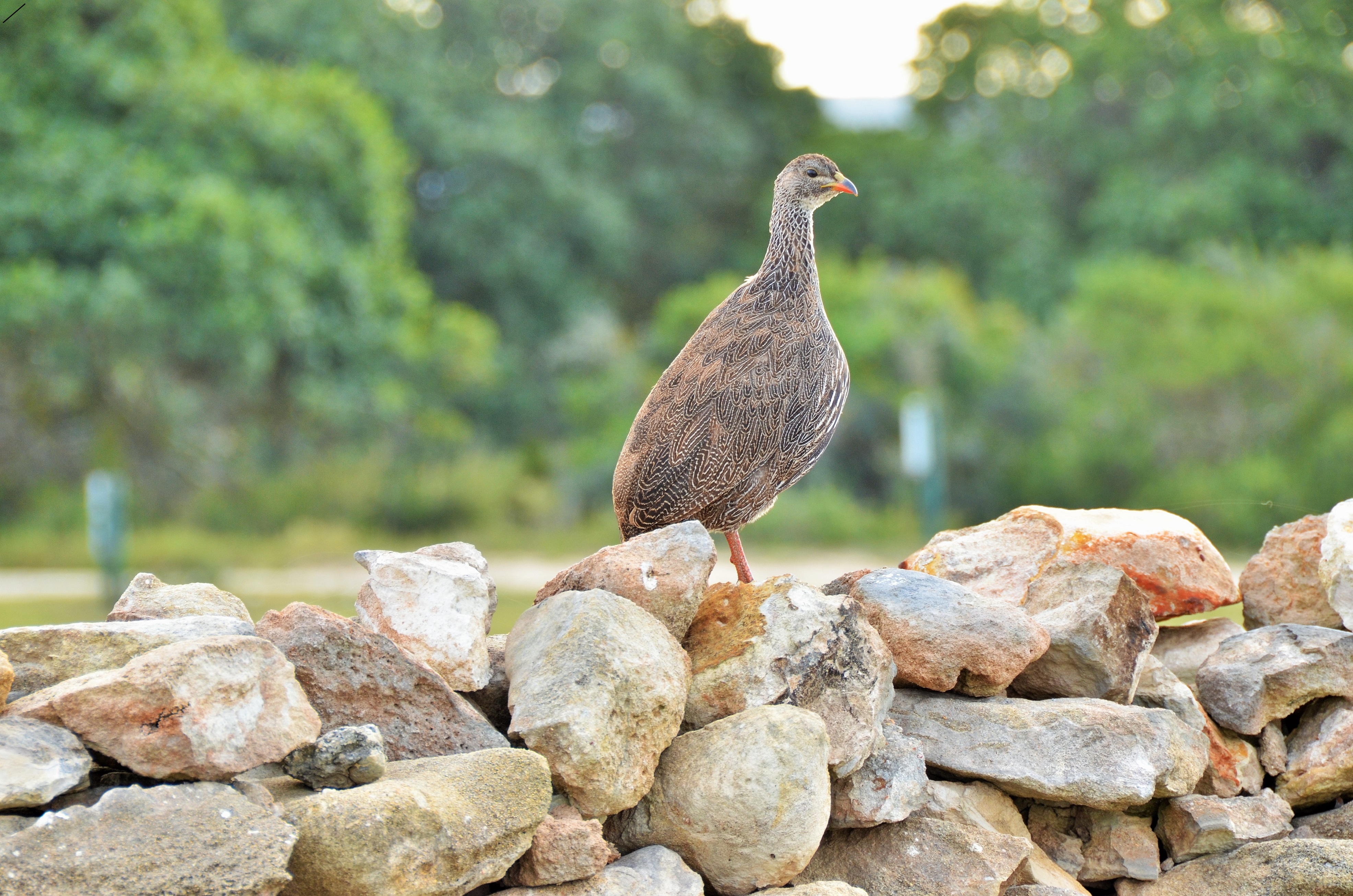 De Hoop Collection -Francolin