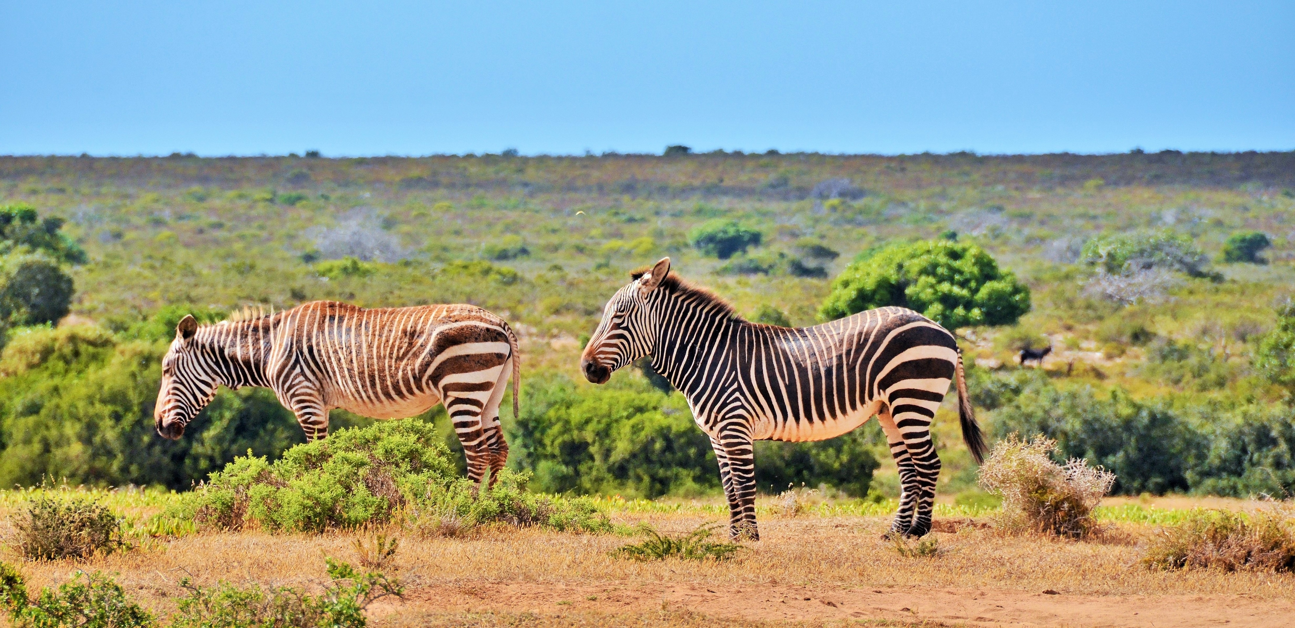 De Hoop Collection -Mountain Zebra