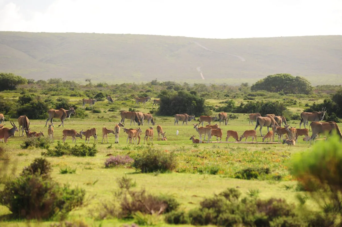 Eland at De Hoop Nature Reserve. (Expert Africa)