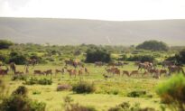 Wildlife Encounters at De Hoop Nature Reserve
