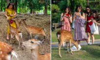Japanese Deer Found in National Park With 7 lbs of Plastic in Stomach Left by Tourists