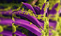 California Confirms Plague Infection In Lake Tahoe Resident Likely Bitten by Flea